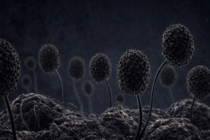 juodasis pelesis per mikroskopa